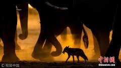 2017年歐洲野生動物攝影師獎揭曉 精彩作品大賞