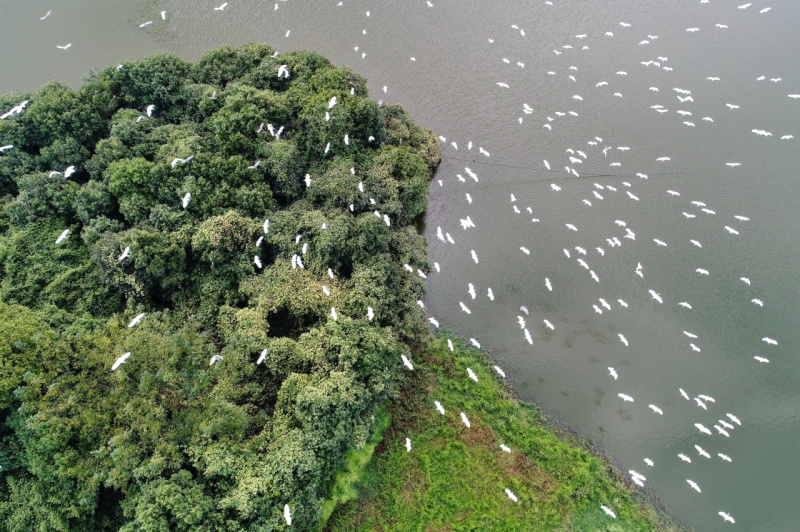 江西金溪：白鷺翩躚生態美